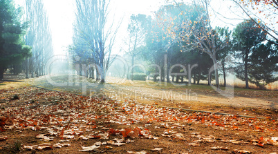 Park in autumn