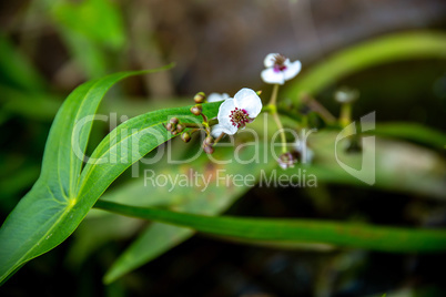 Background of white wild flower.