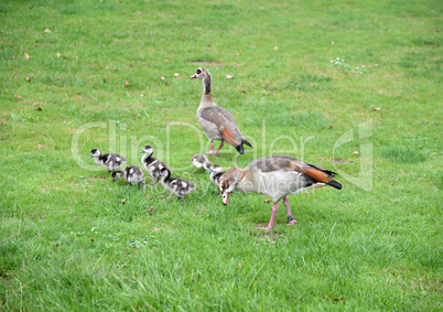 Nilgänse