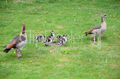 Nilgänse