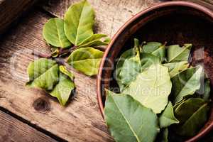 Herbs and spices,bay leaf