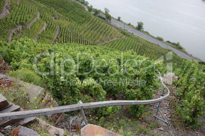 Einschienenbahn in einem Weinberg