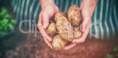 Gardener harvesting potatoes at greenhouse