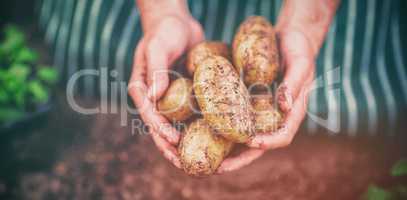 Gardener harvesting potatoes at greenhouse