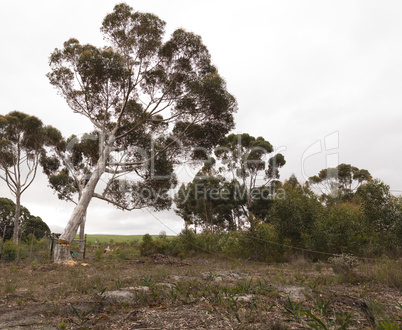 Front view of beautiful tree hanging to the right against grey sky