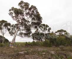 Front view of beautiful tree hanging to the right against grey sky