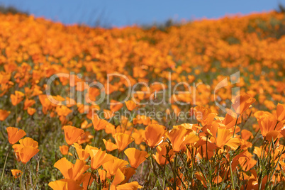 California Poppies Landscape During the 2019 Super Bloom