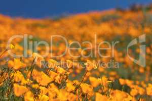 California Poppies Landscape During the 2019 Super Bloom