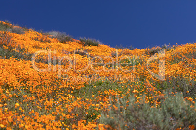 California Poppies Landscape During the 2019 Super Bloom