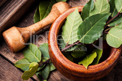 Aromatic bay leaves