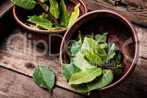 Aromatic bay leaves