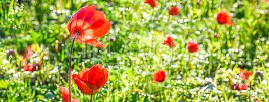 Poppy Flower, Sunny Spring Meadow, Green Grass