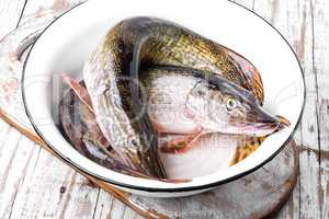 Fish pike on the kitchen board