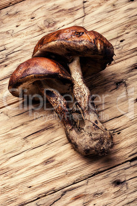 Forest raw mushrooms