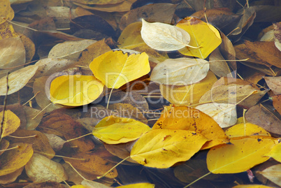Leaves in water