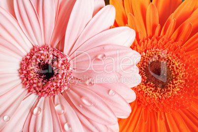 Bright gerbera flowers