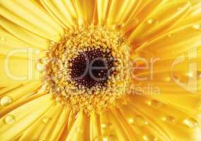 Yellow gerbera and dew