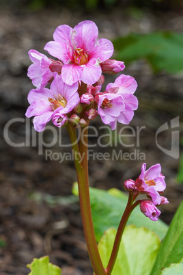 Bergenia, Bergenia hybride