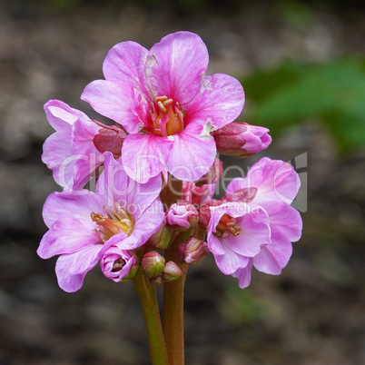 Bergenia, Bergenia hybride