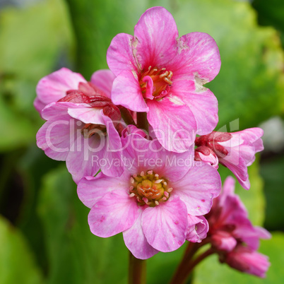 Bergenia, Bergenia hybride