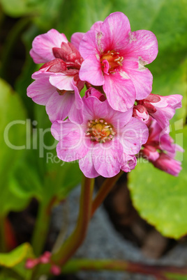 Bergenia, Bergenia hybride