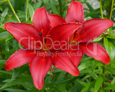 Day lily, Hemerocallis