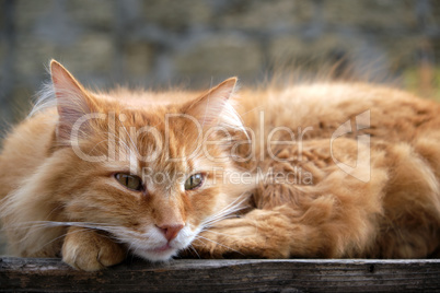 red cat sleeping on a wooden surface