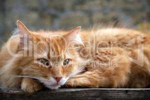 red cat sleeping on a wooden surface