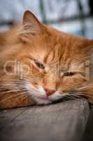 red cat sleeping on a wooden surface