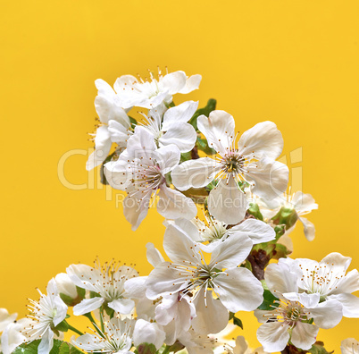 blooming white cherry twigs