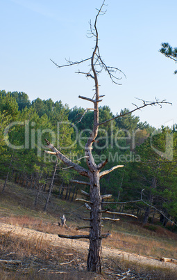 dry pine tree in the middle of a green forest