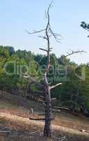 dry pine tree in the middle of a green forest