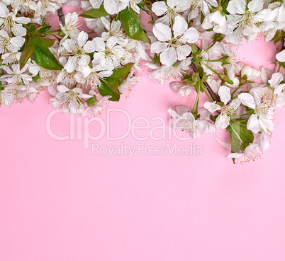 pink background with blooming white cherry twigs