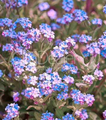 blue flowers in the garden