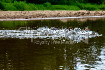 Ducks swimming in the river in Latvia.