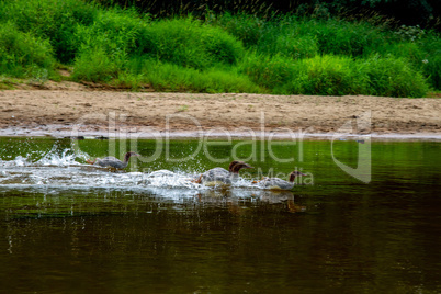 Ducks swimming in the river in Latvia