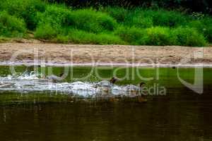 Ducks swimming in the river in Latvia