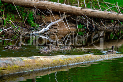 Ducks swimming in the river in Latvia