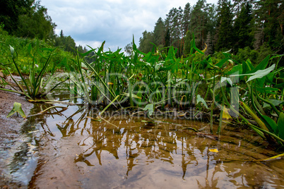 Green grass and water plants on river coast.