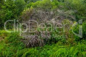 Green grass and shrubs on the river bank.