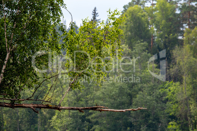 Landscape with forest on the river bank.