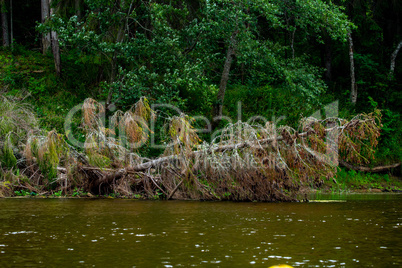 Landscape with forest on the river bank.