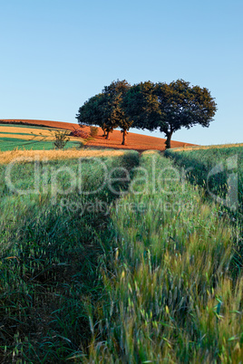 Wheat field at sunrise