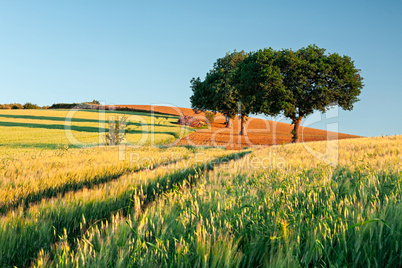 Wheat field at sunrise