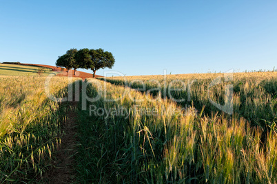 Wheat field at sunrise