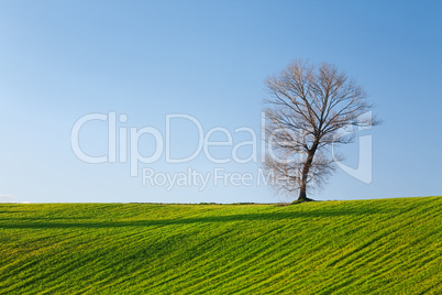 Tree, field and blue sky