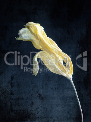 Withered yellow tulip with grunge texture