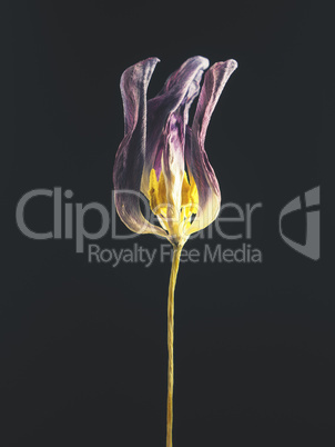Withered purple tulip on a dark background