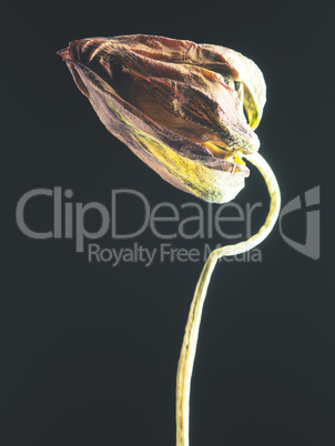 Withered purple tulip on a dark background