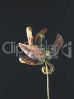 Withered purple tulip on a dark background